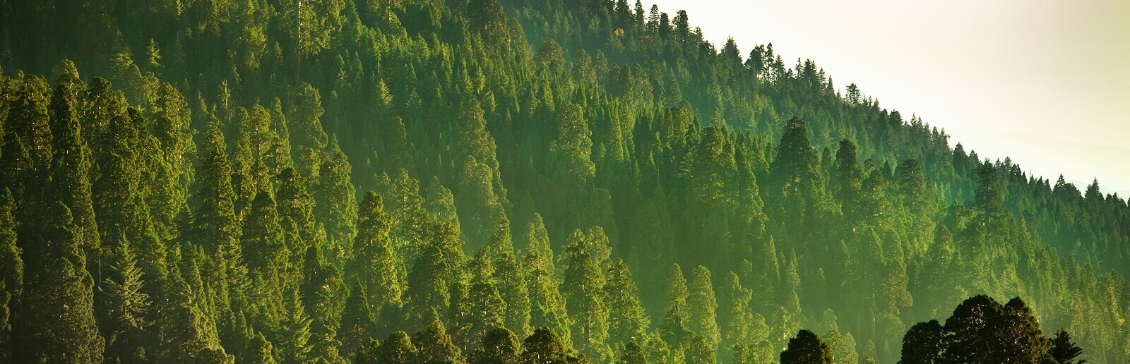 a bunch of pine trees on the side of a mountain